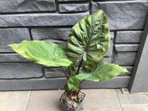 Alocasia Regal Shields 5"