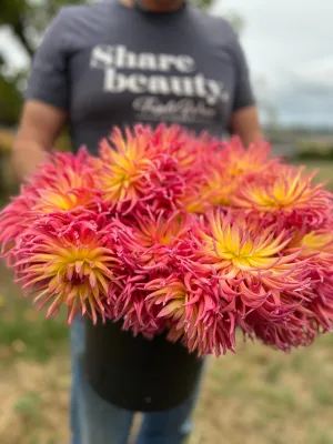 Bloomquist Radiant Dahlia Tuber