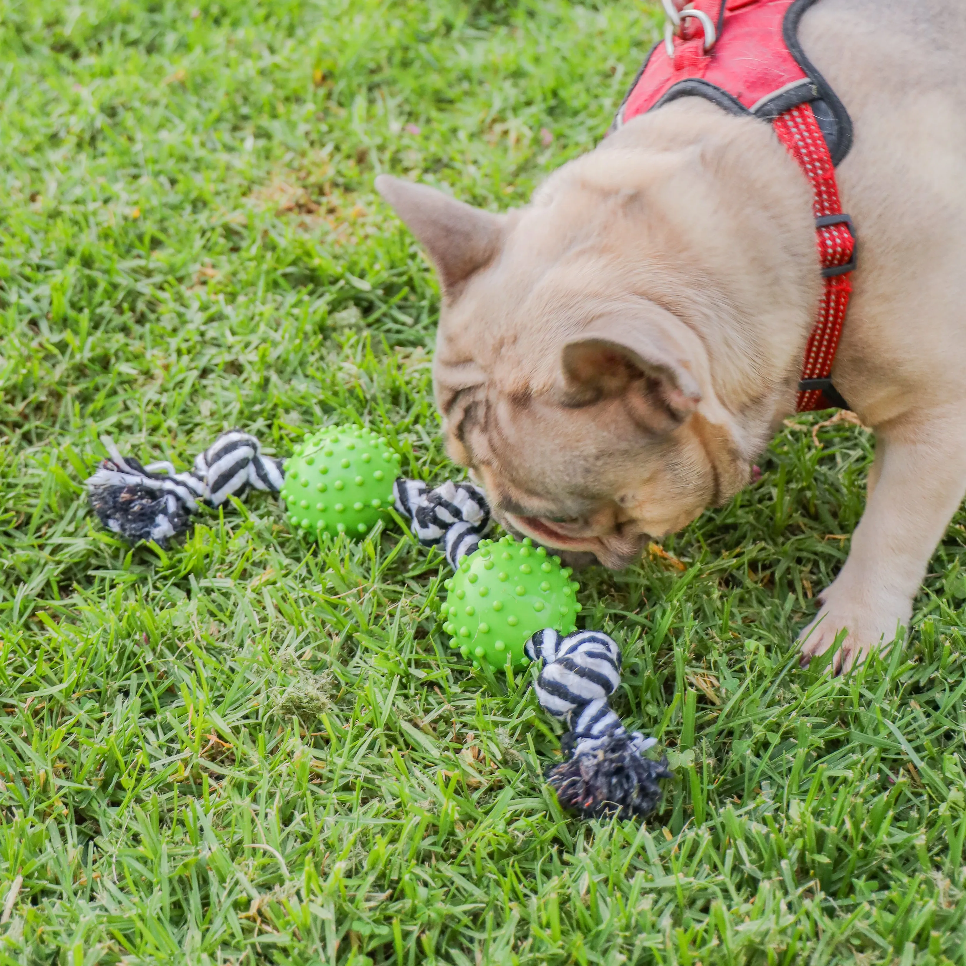 Durable Rope and Chew Dog Toy: Fun, Mentally & Physically Stimulating, Built Tough with Reinforced Knots, Safe with No Harmful Chemicals, Variety of Textures, Perfect for Chewing, Playing & Fetching, for Pets