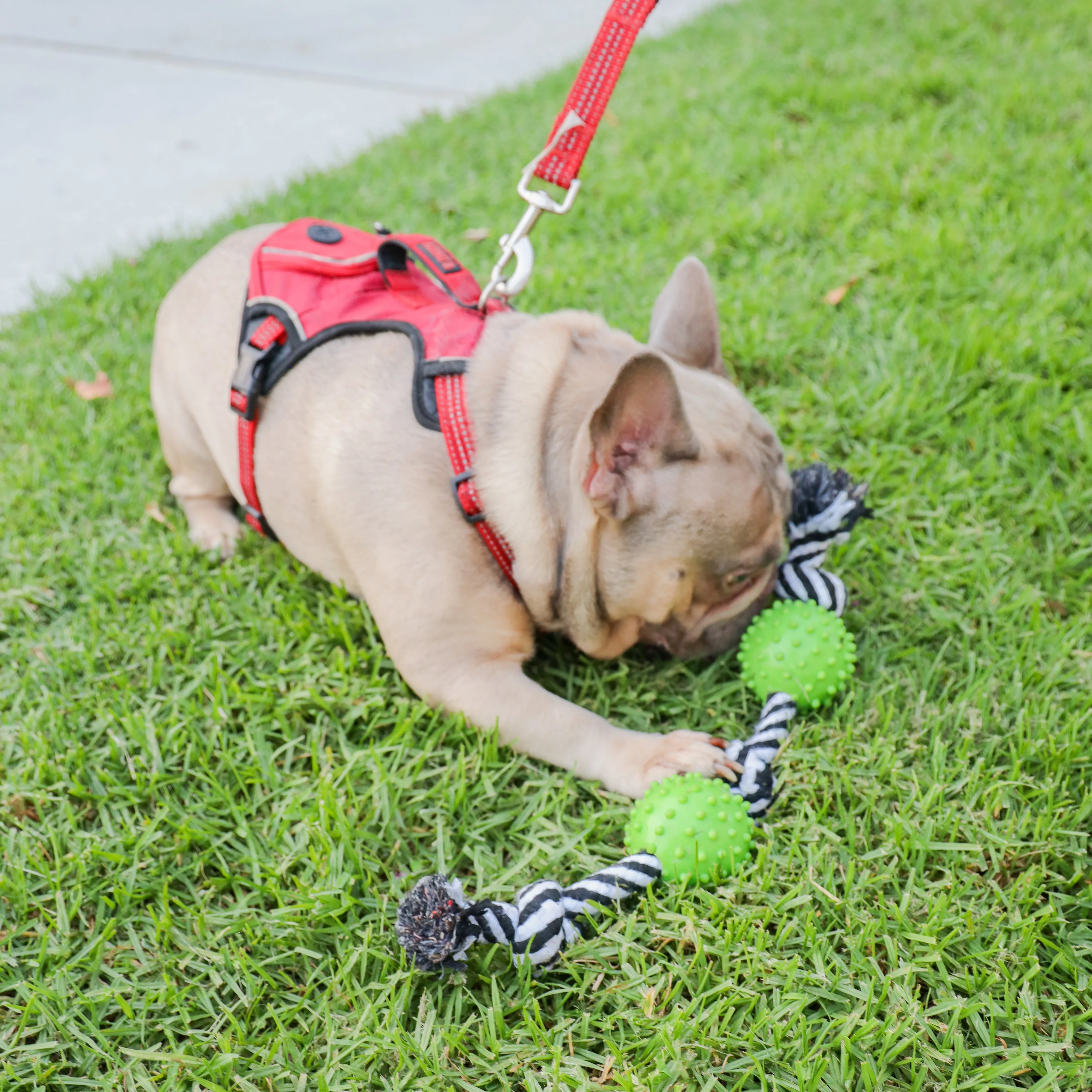 Durable Rope and Chew Dog Toy: Fun, Mentally & Physically Stimulating, Built Tough with Reinforced Knots, Safe with No Harmful Chemicals, Variety of Textures, Perfect for Chewing, Playing & Fetching, for Pets